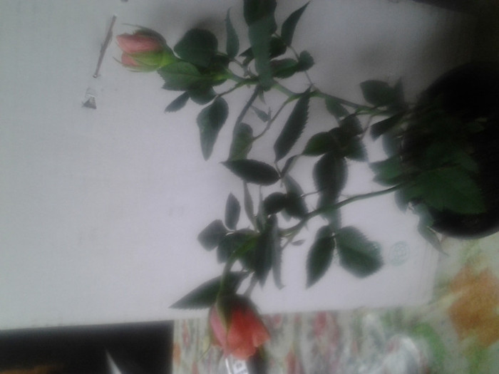 trandafir pitic caisa