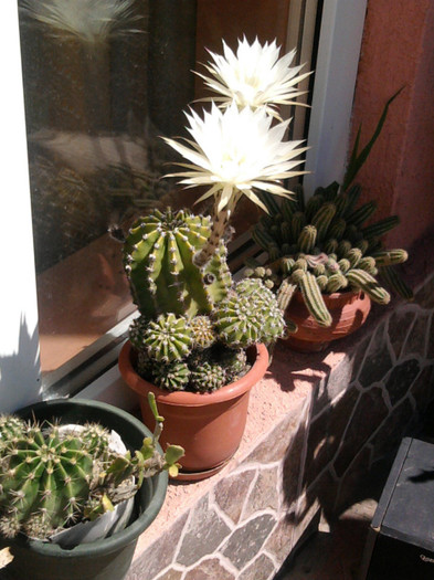 Photo1097 - Cactusi