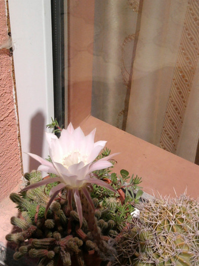 Photo1100 - Cactusi