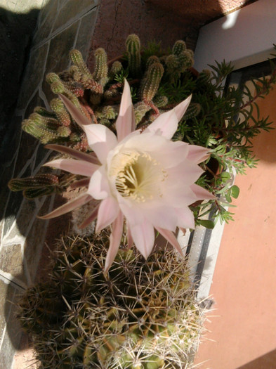 Photo1101 - Cactusi