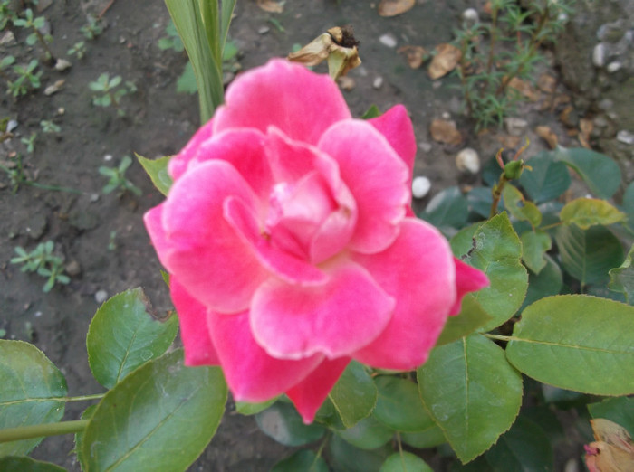 Picture 044 - trandafiri