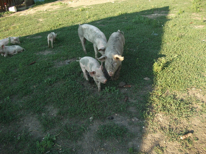 purcelusi cei mari au 4 luni iarcei mici o luna jumate - porci de vanzare