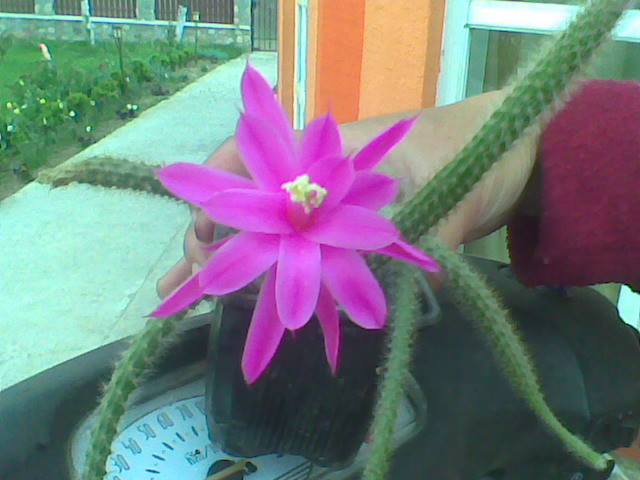 Image013 - Cactusi