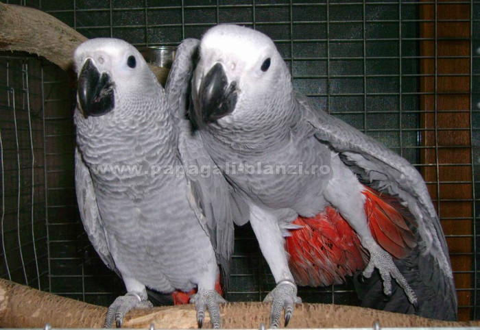 papagal jako african grey - vand papagali - Timisoara