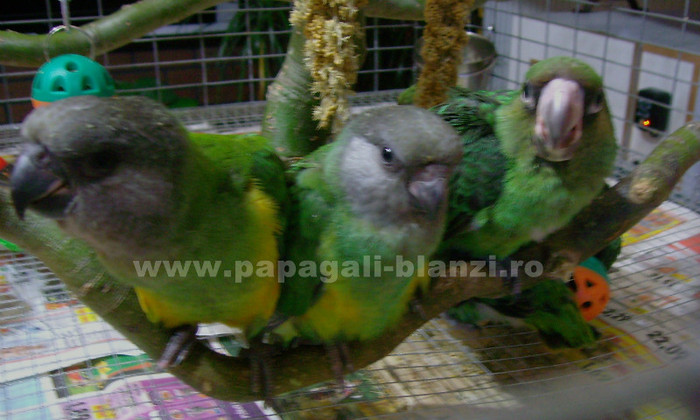 papagali kongo(Jardine) si Senegal