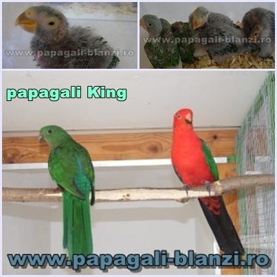 papagali King (Regele papagal) - vand papagali - Timisoara