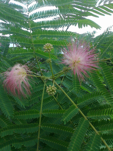 albizia-prima floare - arbori ornamentali 2012