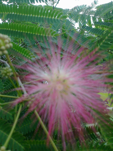 albizia2 - arbori ornamentali 2012