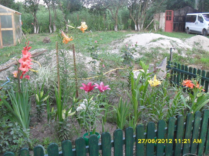SDC12194 - 7_Flori gradina anul I_ 2012
