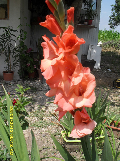 SDC12167 - 7_Flori gradina anul I_ 2012