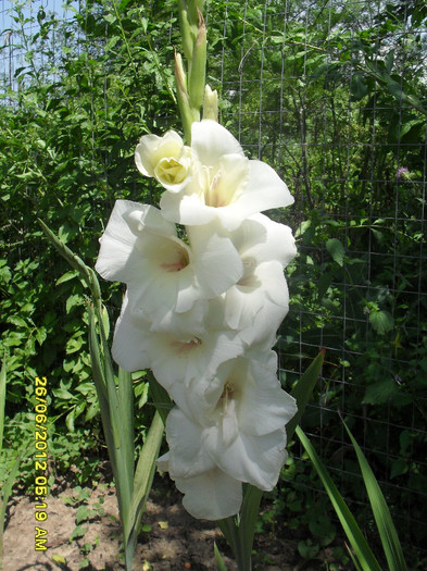 SDC12168 - 7_Flori gradina anul I_ 2012