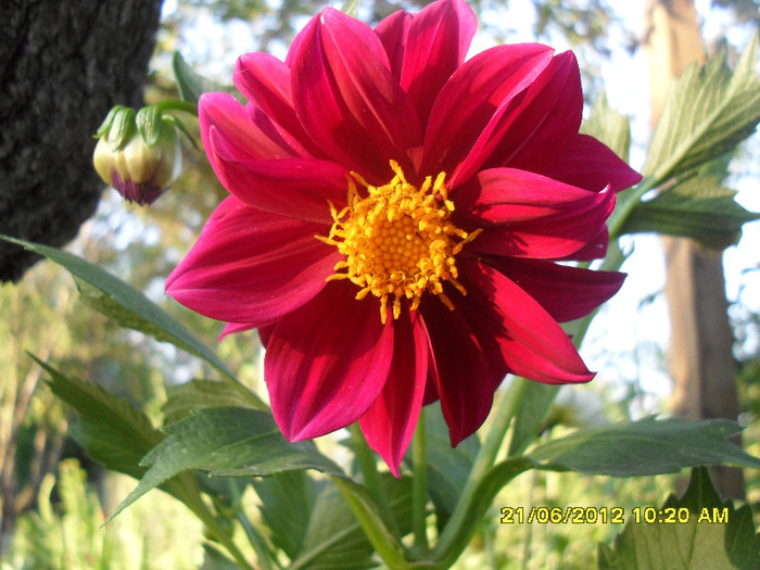 SDC12126 - 7_Flori gradina anul I_ 2012