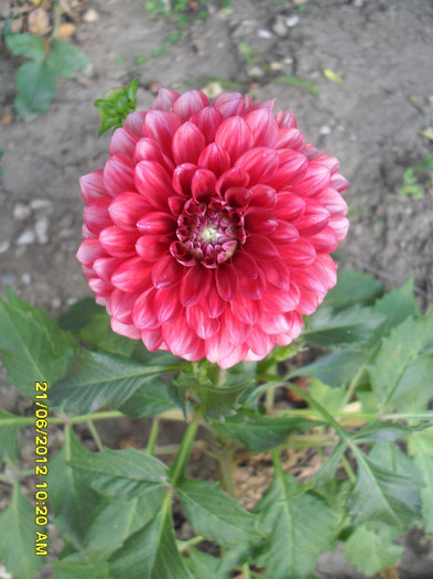 SDC12127 - 7_Flori gradina anul I_ 2012