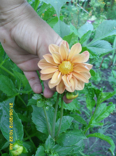 SDC12131 - 7_Flori gradina anul I_ 2012