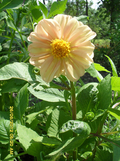 SDC12170 - 7_Flori gradina anul I_ 2012