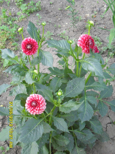 SDC12129 - 7_Flori gradina anul I_ 2012