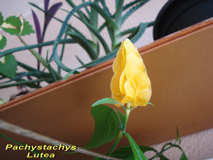 Pachystachys Lutea (27-06-2012) - Alte flori