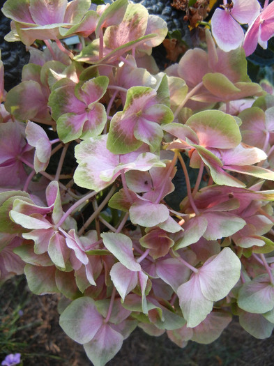 Hydragea Bavaria Pink (2012, June 25) - Hydrangea Bavaria Pink