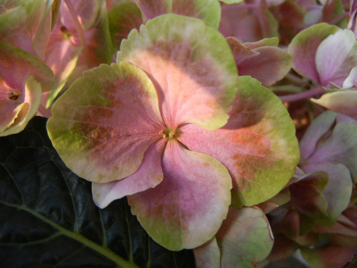 Hydragea Bavaria Pink (2012, June 25) - Hydrangea Bavaria Pink