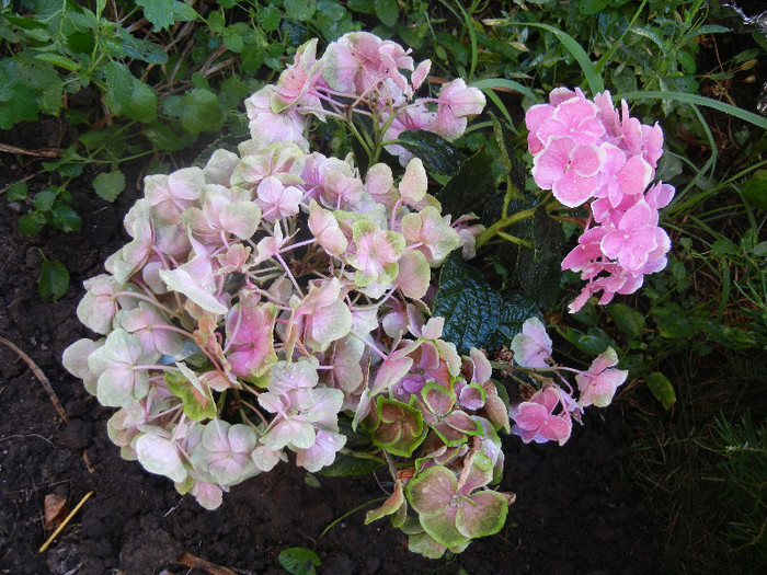 Hydragea Bavaria Pink (2012, June 27) - Hydrangea Bavaria Pink