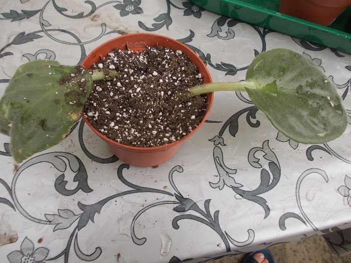 2 frunze violeta alba cu radacini 2 lei