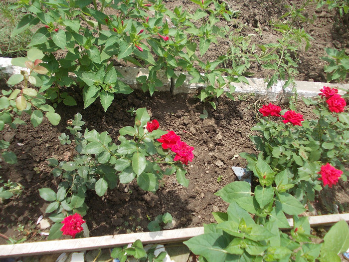 flo 230 - 64-TRANDAFIRI DE GRADINA 2012