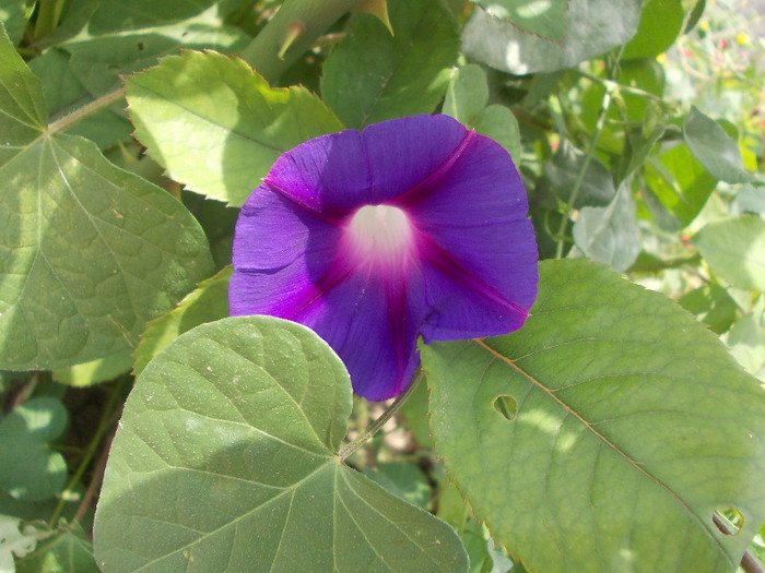 flo 248 - 33-FLORI DE GRADINA 2012