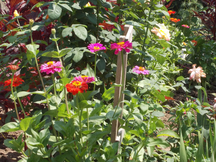 flo 144 - 33-FLORI DE GRADINA 2012