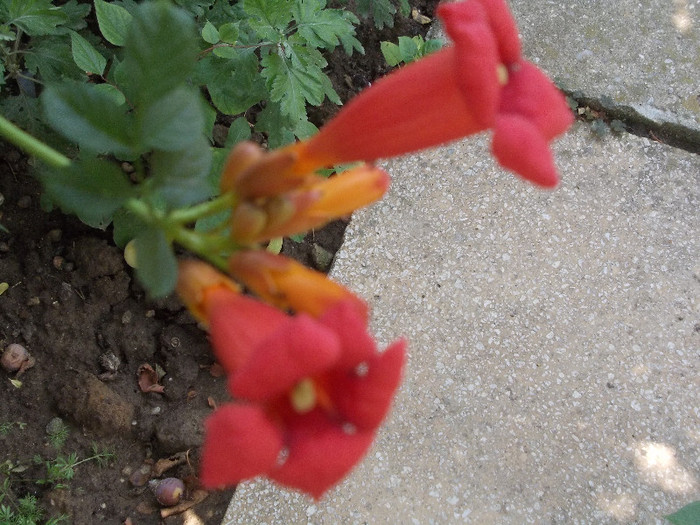 flo 145 - 33-FLORI DE GRADINA 2012