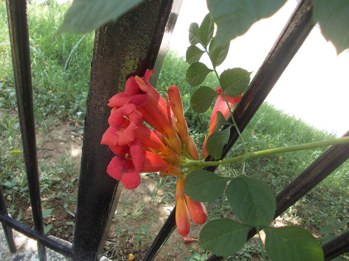 flo 148 - 33-FLORI DE GRADINA 2012