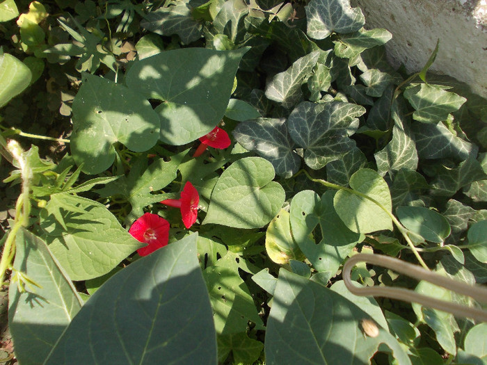 flo 149 - 33-FLORI DE GRADINA 2012