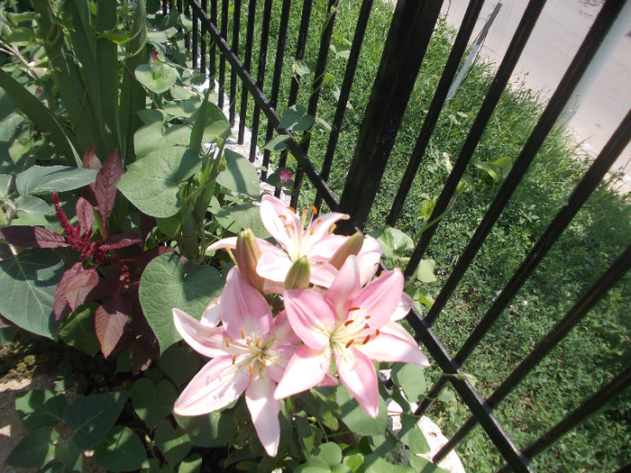 flo 150 - 33-FLORI DE GRADINA 2012