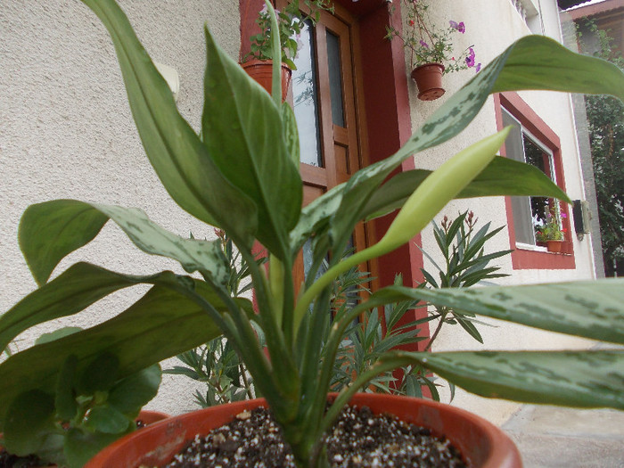 flo 171 - Evolutia plantelor primite si cumparate