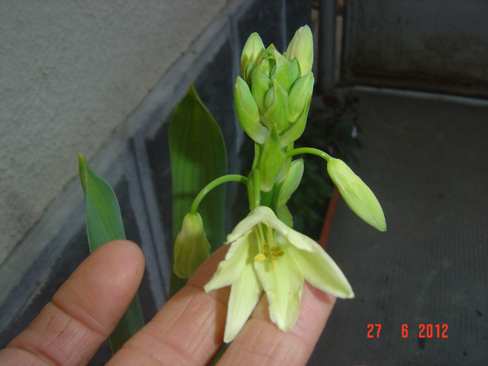 poze 1105 - 0-GALTONIA VIRIDIFLORA