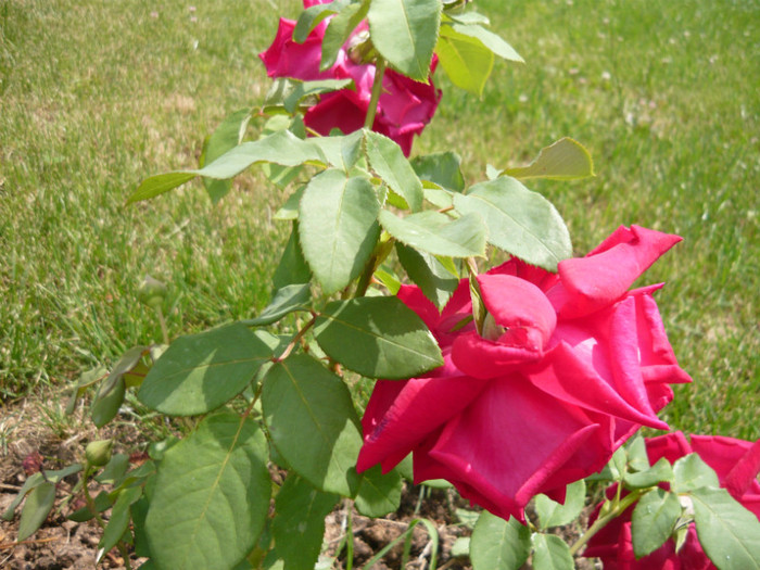 032 - TRANDAFIRI 2012-2013-2014