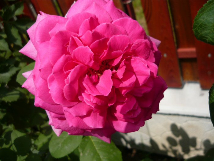 033 - TRANDAFIRI 2012-2013-2014