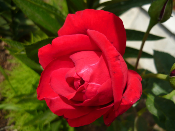 035 - TRANDAFIRI 2012-2013-2014