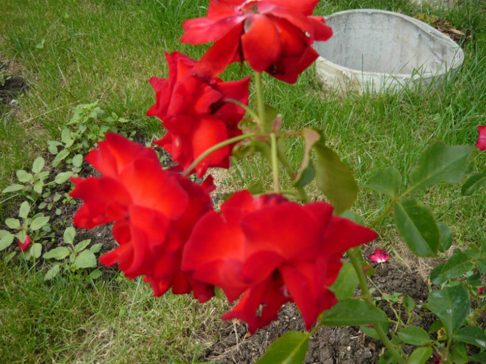 041 - TRANDAFIRI 2012-2013-2014