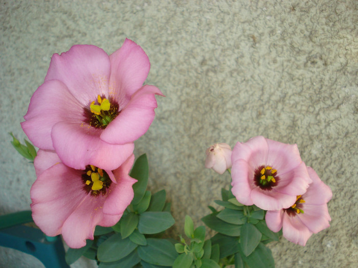 Iunie 2012 - Lisianthus roz