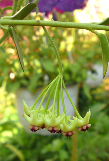 Hoya cummingiana detaliu - Flori de Hoya la GetaV