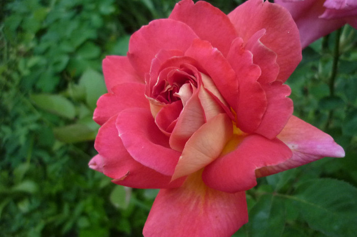 P1020369 - Rosa - Hibi - trandafir