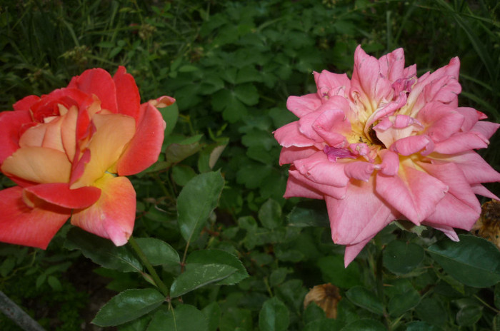 acelasi soi -inceput si sfarsit de floare - Rosa - Hibi - trandafir