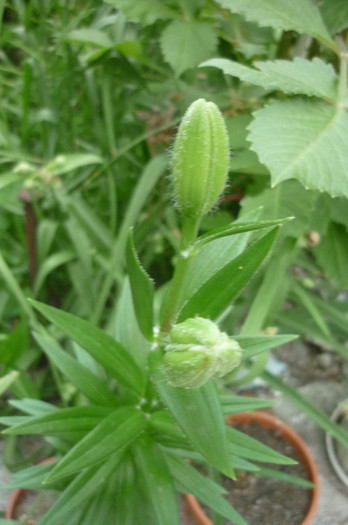 Lilium capucino alb-negru sunt curioasa