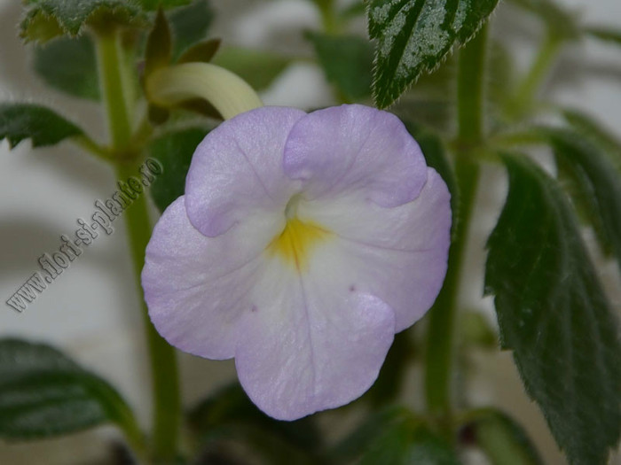 Achimenes Blueberry Ripple; 2012
