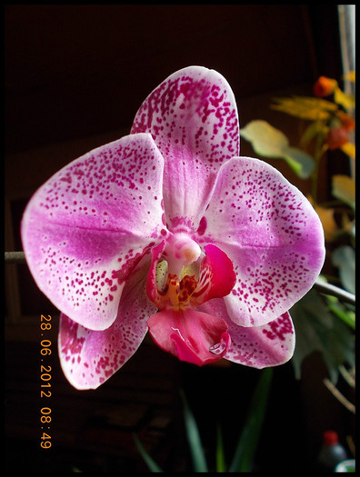 DSCN5372 reinflorita