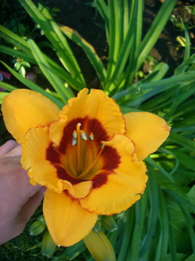 hemerocallis Little Cherub