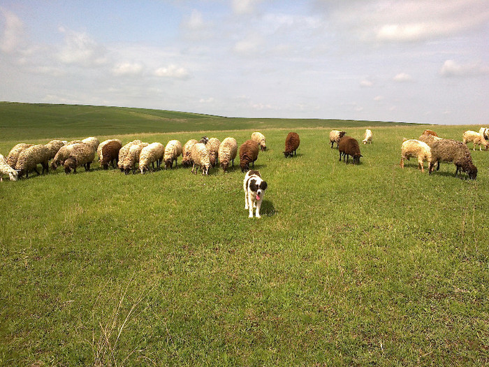 bogdan4u oi 2012 6; ursu in fata
