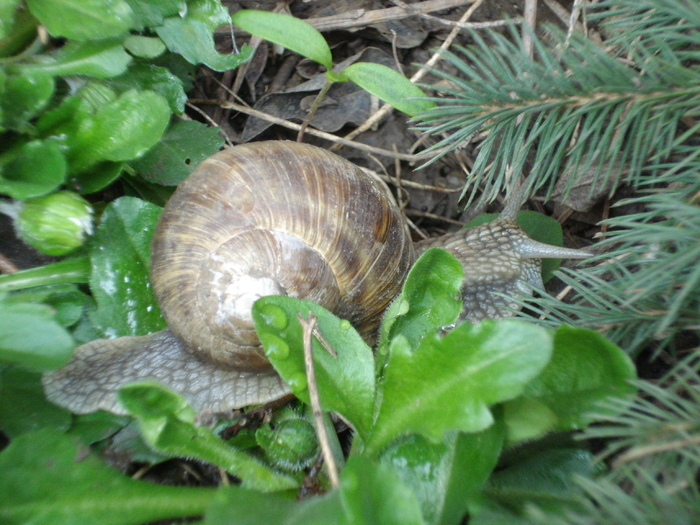 Garden Snail. Melc (2010, April 10) - SNAILS_Melci