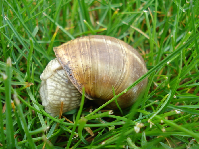 Helix aspersa (2010, May 09) - SNAILS_Melci