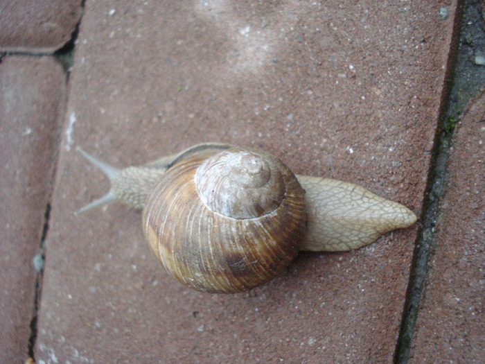 Garden Snail. Melc (2011, May 19) - SNAILS_Melci